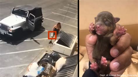 Video Catches Woman Tossing 7 Newborn Puppies Into Coachella Dumpster In 90 Degree Weather