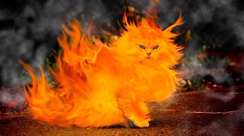 A Brief Guide To Demonic Cats Through History Animal