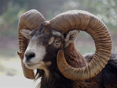 Removed Corsican Mouflon Hunt