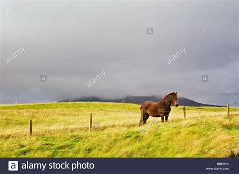 Solitary Eriskay Pony In Field Near Scarista Beach Isle Of Harris