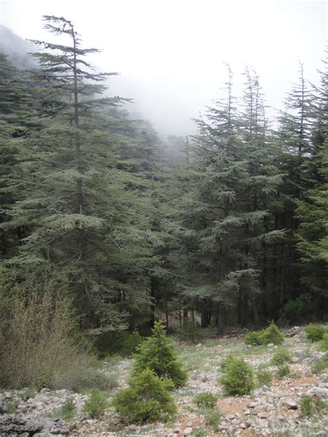 The Cedar Forests Of Lebanon The Velvet Rocket