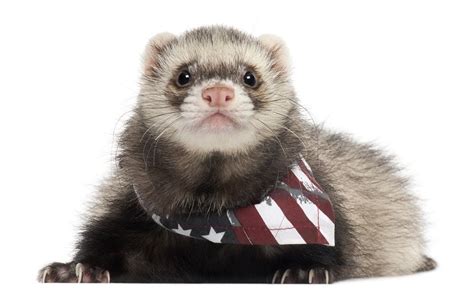 10 Things You Should Know Before Getting A Pet Ferret