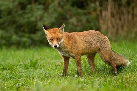 Fox Hunting In Australia Au