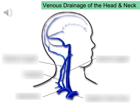 Venous Drainage Of The Head And Neck Diagram Quizlet