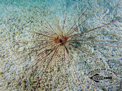 Diadem Sea Urchin Diadema Setosum Chaloklum Diving Koh Phangan