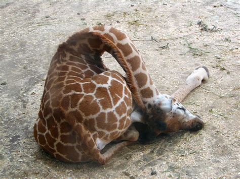 This Is How Giraffes Sleep 12 Pics Bored Panda