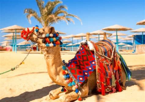 Стоит ли ехать в Египет летом 2022 погода Туры и Авиабилеты