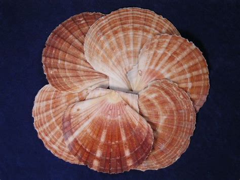 Irish Flat Scallop Seashells Scallops Are Fished Commercially For The