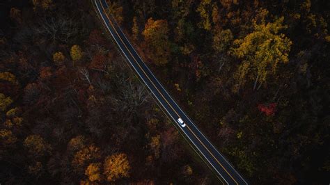 Wallpaper Id 254467 Aerial View Tree Woodland And Forest Hd 4k