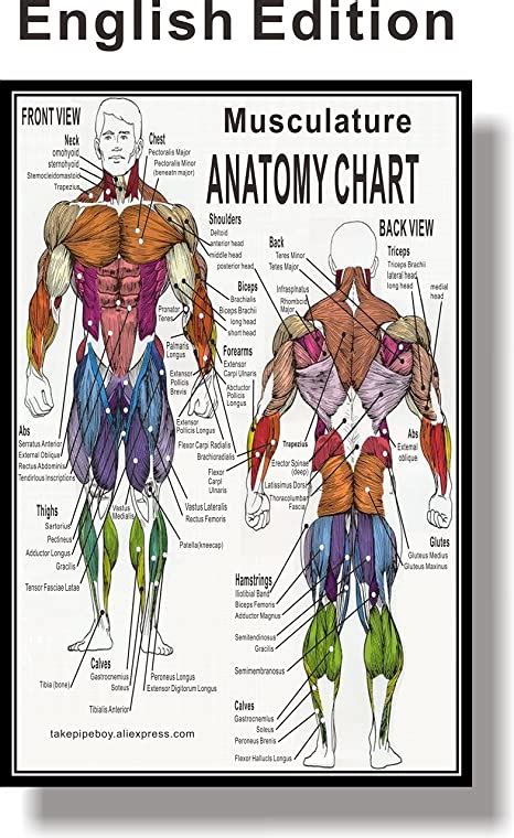 Bodybuilding Muscle Anatomy Chart Ubicaciondepersonascdmxgobmx