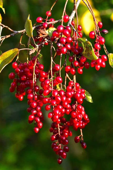 The Ultimate Guide To Fall Berry Planting Gardeners Path