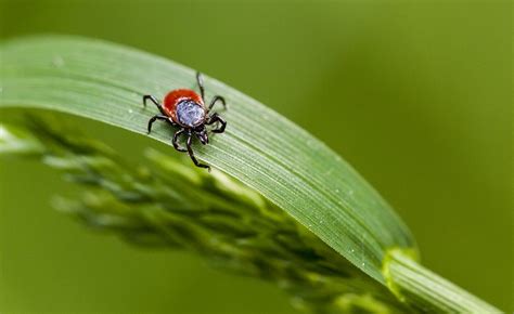 Tick Caused Meat Allergy On The Rise In The United States Infectious