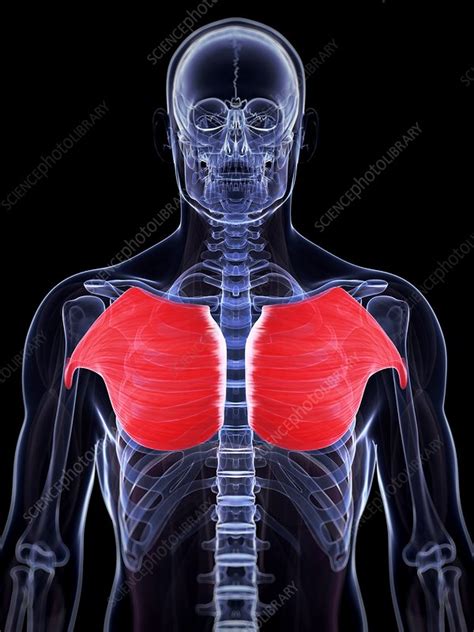 Human Chest Muscles Illustration Stock Image F0108859 Science