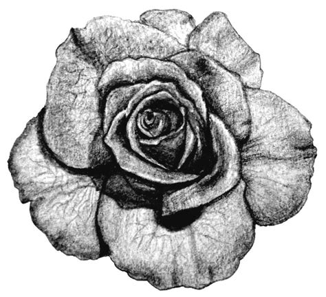 Rose Tattoo 1 X 1 Pencil On Paper By Kagome357 On Deviantart