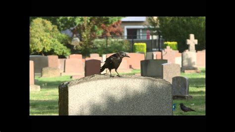Crows At The Funeral Youtube