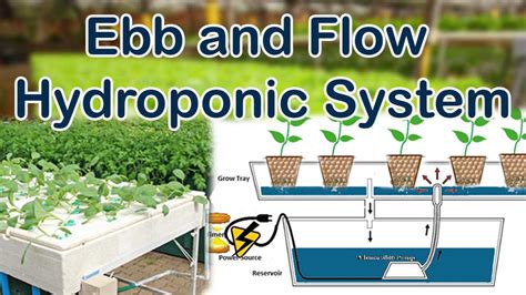Ebb And Flow Hydroponic System Modern Farming