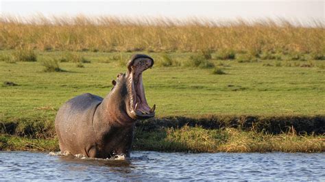 Botswana Chobe National Park Travel Republic Africa