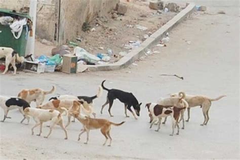 بدء تطبيق أول اتفاق للحد من تكاثر الكلاب الضالة في الشيخ زايد المصري اليوم