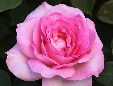 Long Stemmed Rose Hybrid Tea Perfume Passion 175mm Pot