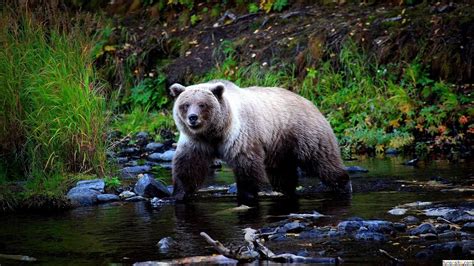 Check spelling or type a new query. Download Free Grizzly Bear Wallpaper Gallery