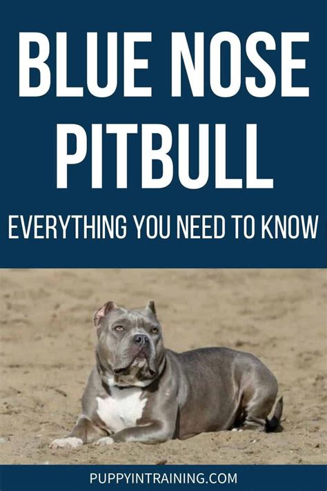 Blue Nose Pitbull Everything You Need To Know Artofit