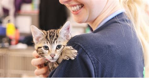 Kitten Season The Importance Of Desexing Your Cat Rspca Nsw Rspca Nsw
