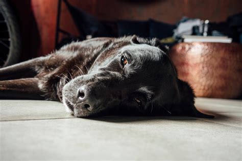 hund in nrw tier verletzt so gewaltig hoch sind die kosten derwesten de