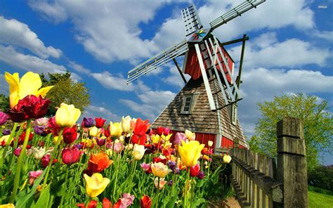 Windmill And Tulips Hd Wallpaper Dutch Windmills Holland Windmills