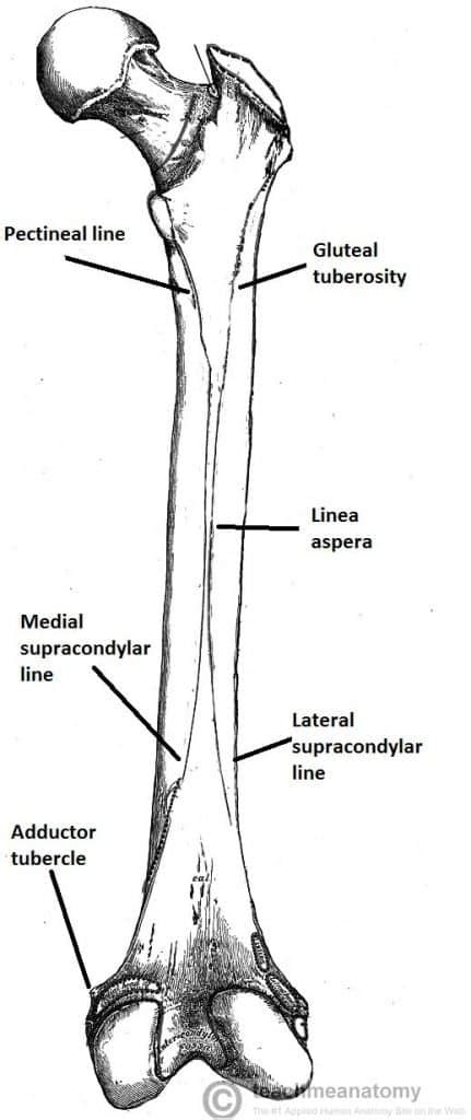 The Femur Proximal Distal Shaft Teachmeanatomy