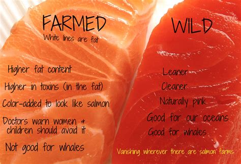 Farmed Vs Wild Salmon Do You Know The Difference The Lost Anchovy