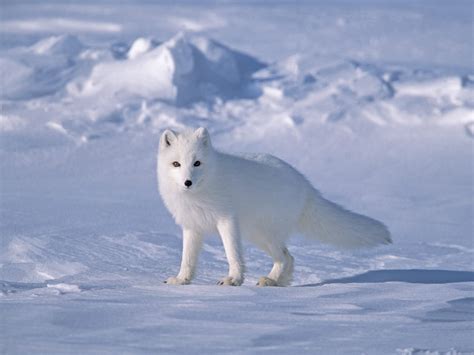 Arctic Fox Foxes Wallpapers Hd Desktop And Mobile