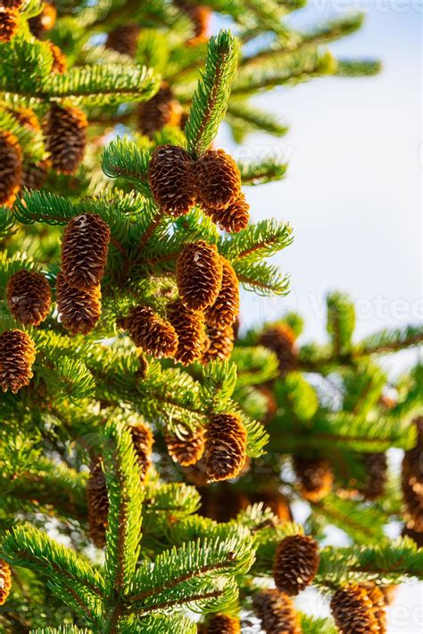 Pine Cones On Fir Tree With Prickly Needles In Winter Forest