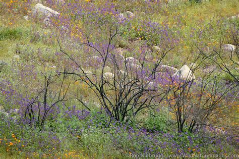 Wildflowers Photos By Ron Niebrugge