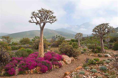 The Flora Of South Africathe Western Cape Namaqualand And The Great