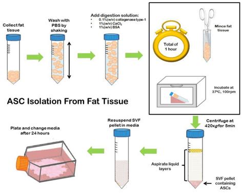 Adipose Derived Stem Cell Asc Isolation From Fat Tissue Download