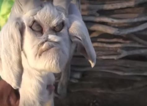 Demonic Goat Born In Argentina Looks Like Krampus Creepbay