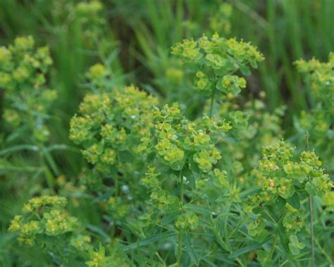 Leafy Spurge Euphorbia Esula Tualatin Soil And Water Conservation