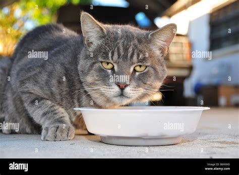 Male Tabby Cat Stock Photo Alamy