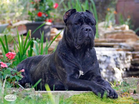 Chó Cane Corso Trưởng Thành Màu đen Phong Thuy