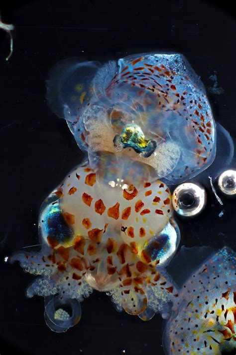 Real Monstrosities Bobtail Squid