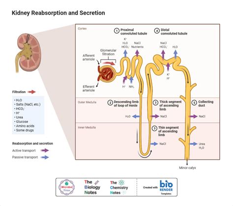 Nephron Definition Structure Physiology Functions