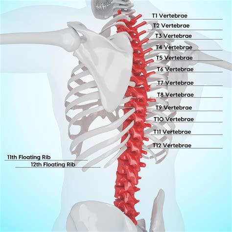 Thoracic Spine Nerves And Subluxation Gallatin Valley Chiropractic Bozeman Mt Back And Neck