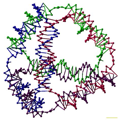 Deoxyribonucleic acid, or dna, is a biological macromolecule that carries hereditary information in many organisms. DNA nanotechnology - Wikipedia
