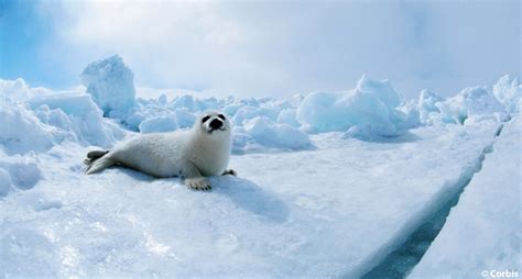 Four Arctic Animals To Appreciate This Winter Ocean Conservancy