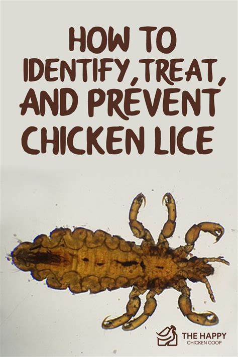 How To Identify Treat And Prevent Chicken Lice