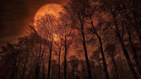 Full Moon Over Forest Trees Full Hd Wallpaper And Background Image