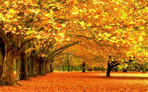 Fall Foliage Wallpapers Hd