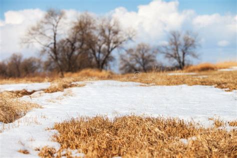 Dry Grass Under Melting Snow In Spring Stock Photo Image Of Field
