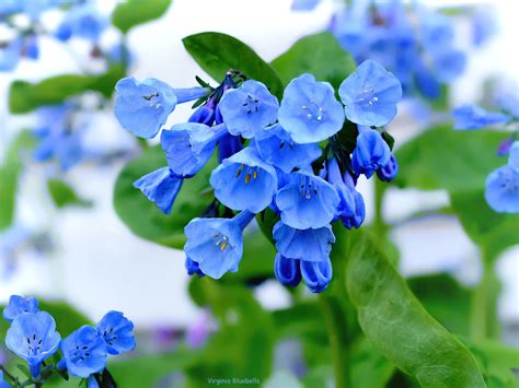 Virginia Bluebells Mertensia Virginica Boraginaceae B Flickr