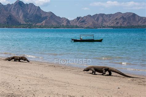 Two Komodo Dragons On The Beach Komodo Island East Nusa Tenggara